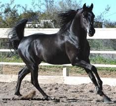 black_horse1..jpg